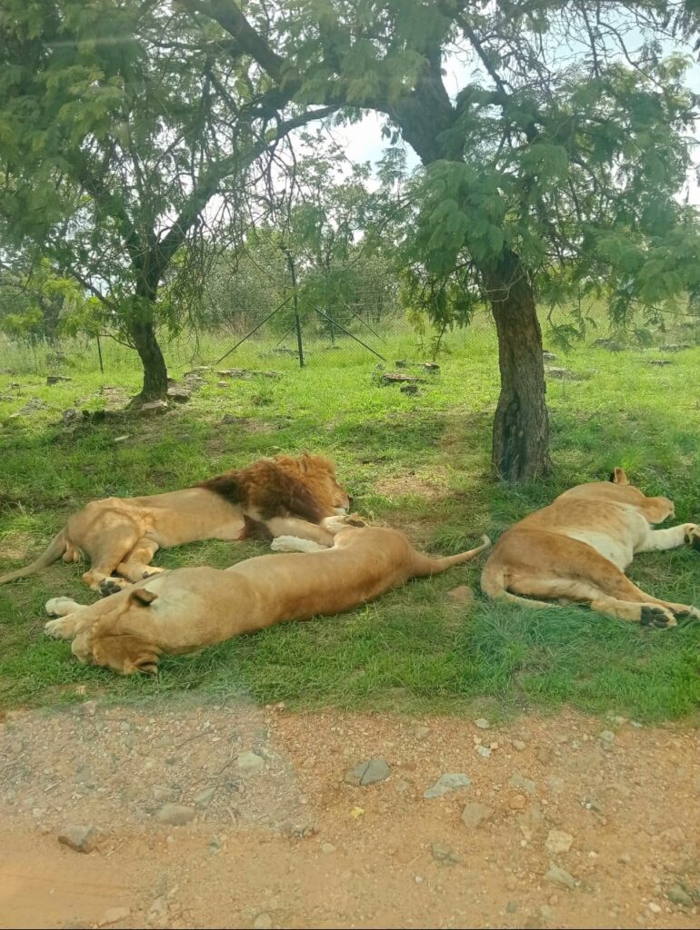 Siyazuza em tourism lion park safari