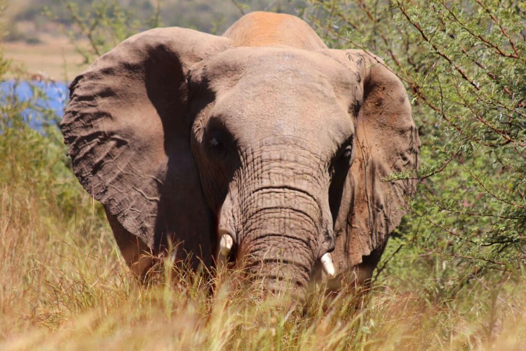Siyazuza em tourism pilanesberg safari